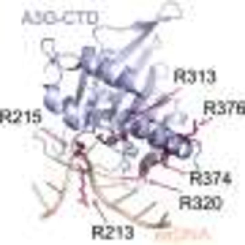Gene Therapy Reverses Brain Disorder in Mice After Birth - Image 5