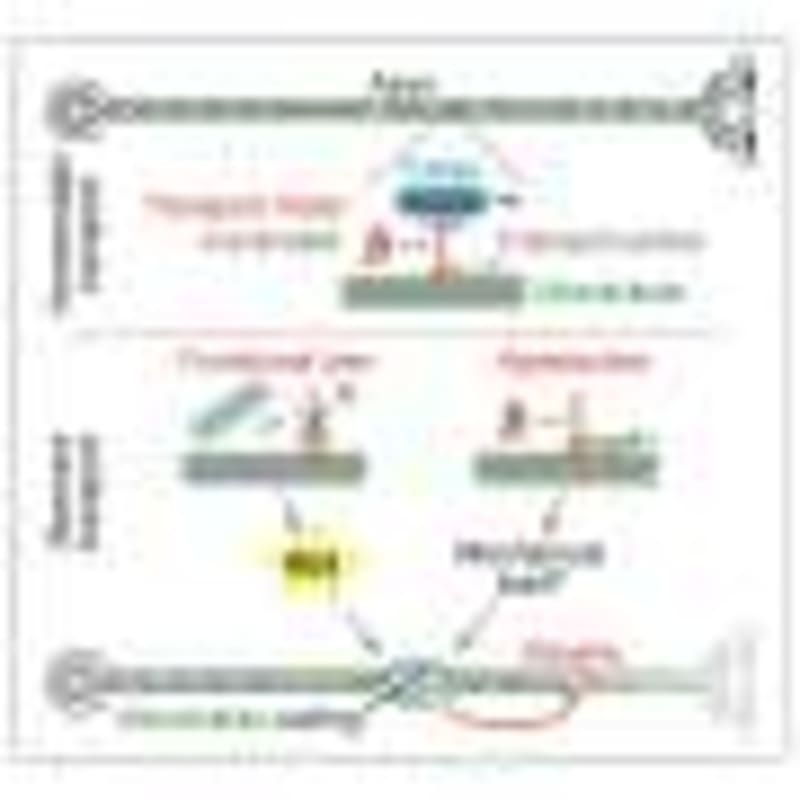 New Implant Heals Muscle Injuries Then Safely Dissolves - Image 5