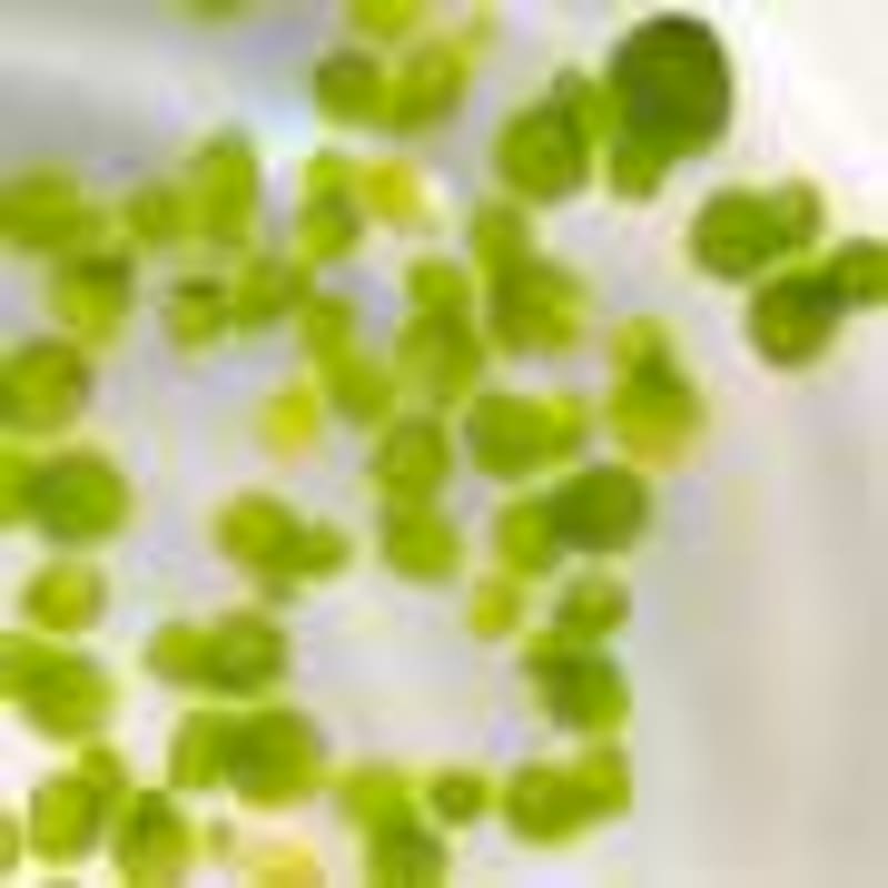 Tiny Water Bears Reveal Mars Soil Secrets for Future Bases - Image 4