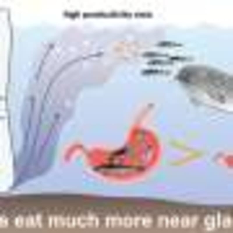 India's Cheetah Population Hits 38 After New Cubs Born - Image 4