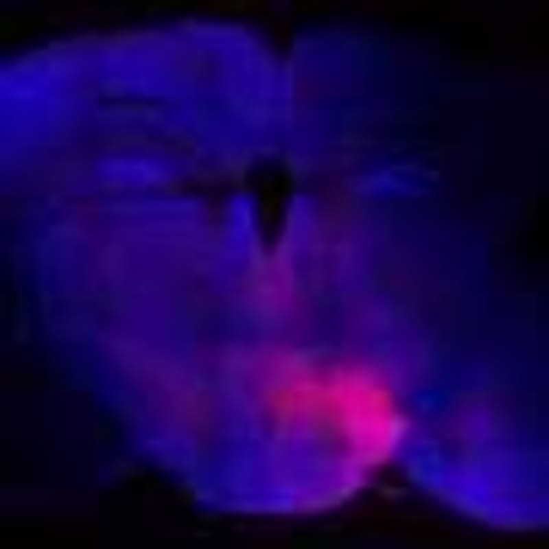 Gene Therapy Reverses Brain Disorder in Mice After Birth - Image 4