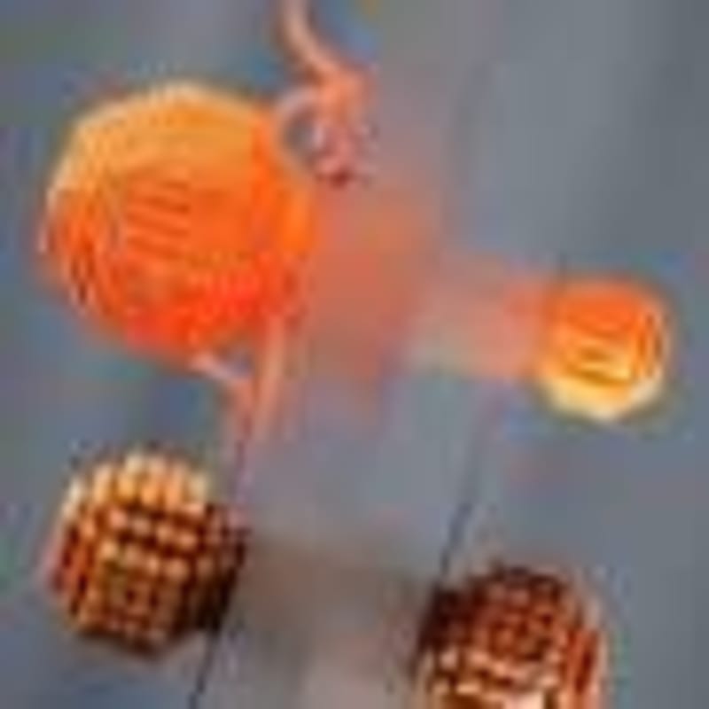 Wild Horses and Cattle Build Climate-Proof Ecosystems - Image 4