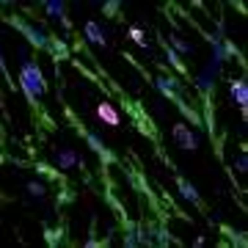 Lego Task Reveals New Path to Earlier Autism Detection - Image 5