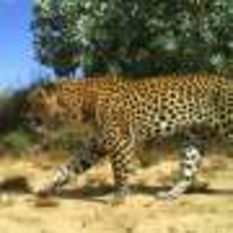 Rice Bug Gene Map Could Save Farmers Millions - Image 4