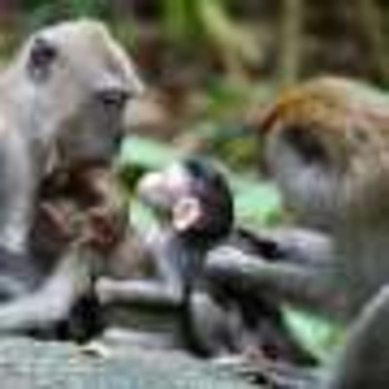 Panama Rewilding Could Restore Lost Ecosystem Magic - Image 4