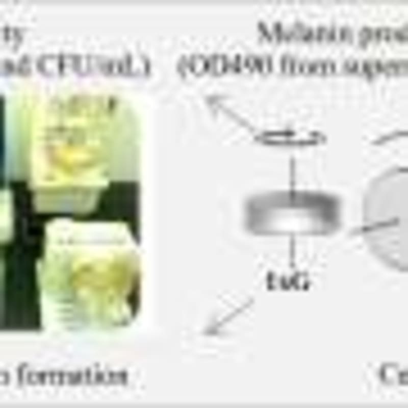 New Alzheimer's Drug Design Fights 3 Disease Causes at Once - Image 5