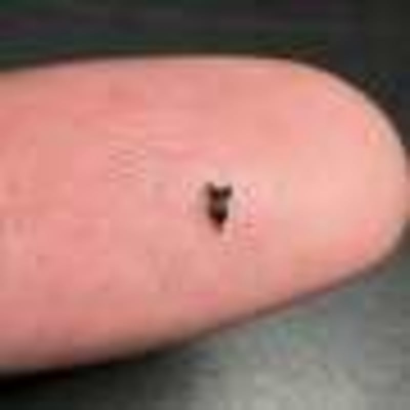 Scientists Map How Bare Rock Transforms Into Forest - Image 4