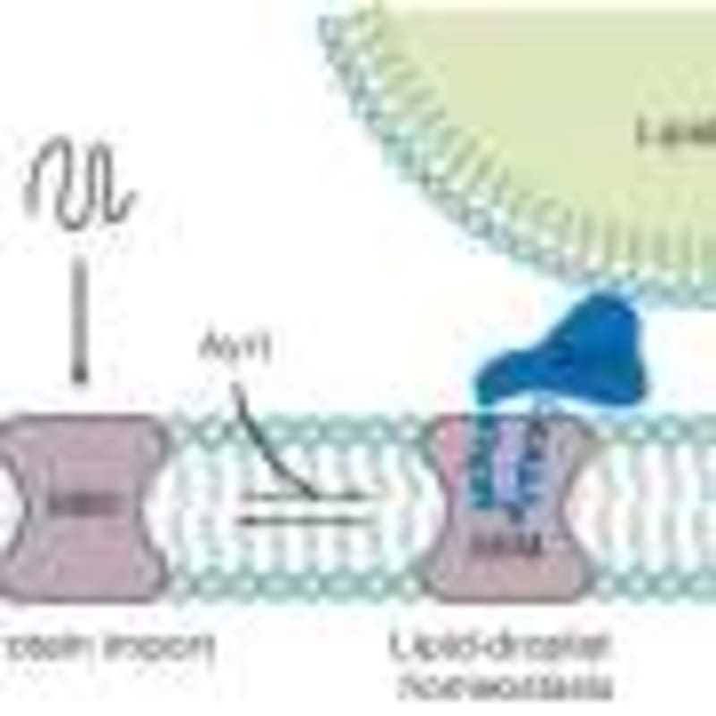 Scientists Double Membrane Strength for Clean Energy Tech - Image 5