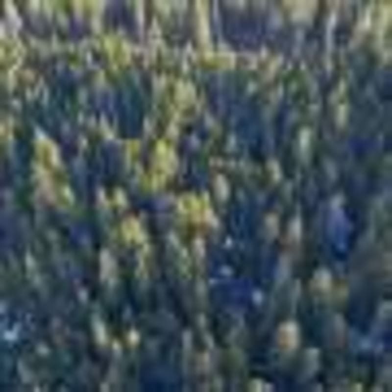 Scientists Map How Bare Rock Transforms Into Forest - Image 5