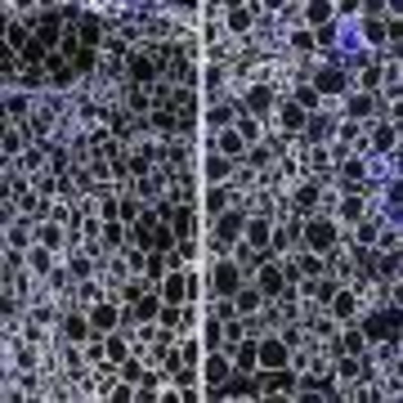 Scientists Find Real Solutions to Youth Gang Violence - Image 5