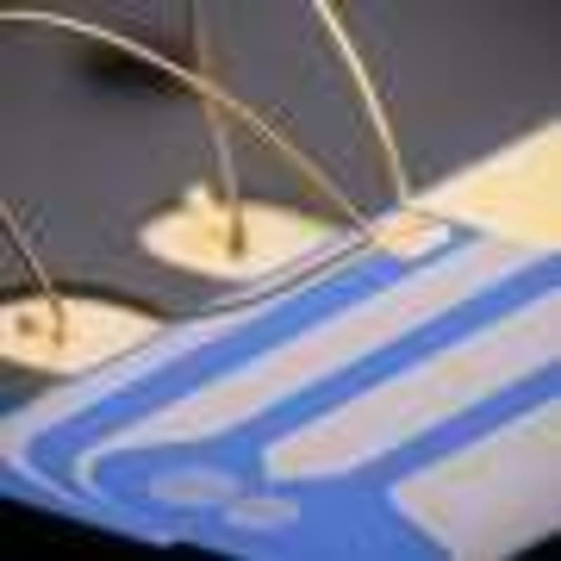 Native Oak Trees Help Birds Raise 40% More Chicks - Image 5