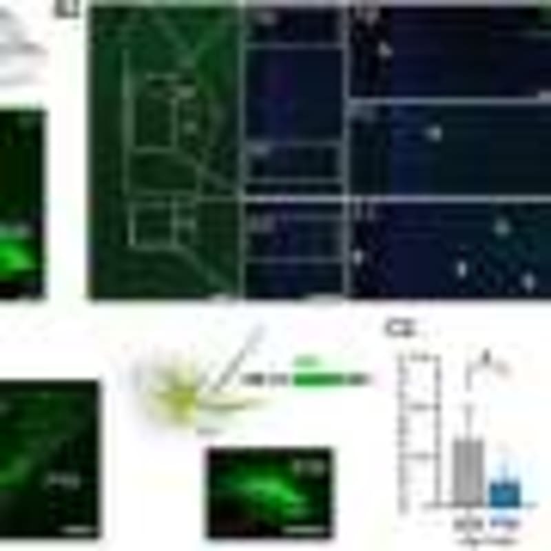 Eco-Friendly Inhalers Work Better for COPD Patients - Image 5