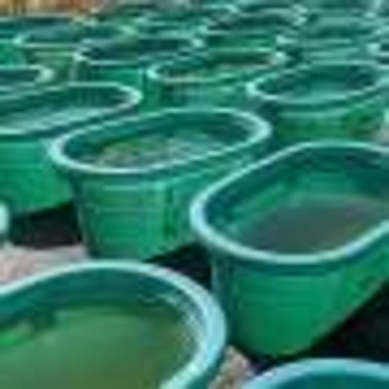 AI Reveals How Ant Colonies Solve Problems Without Leaders - Image 5