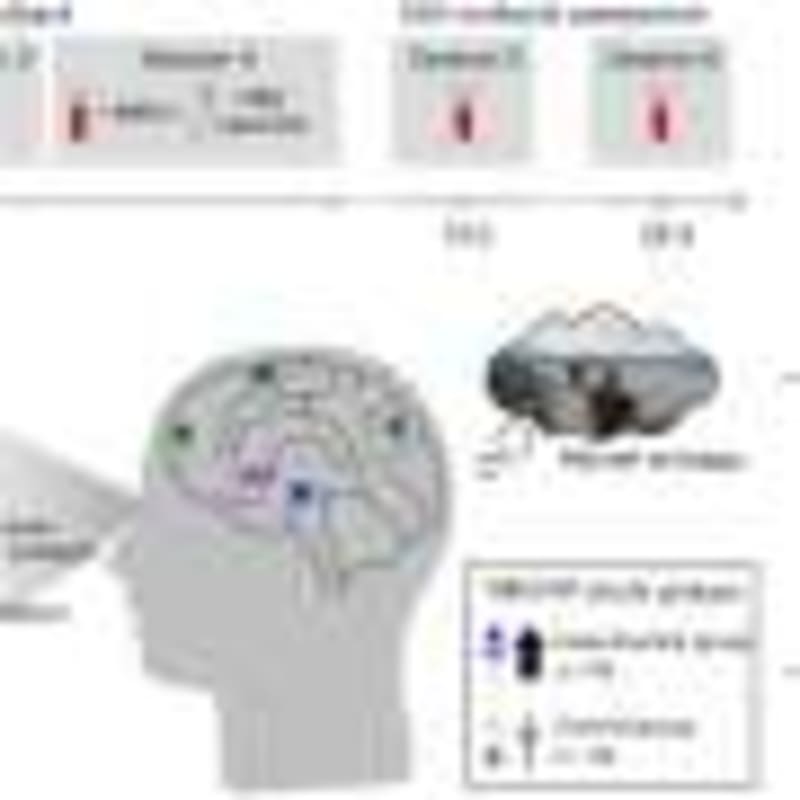 Brain Adapts: Misplaced Neurons Still Work Perfectly - Image 4