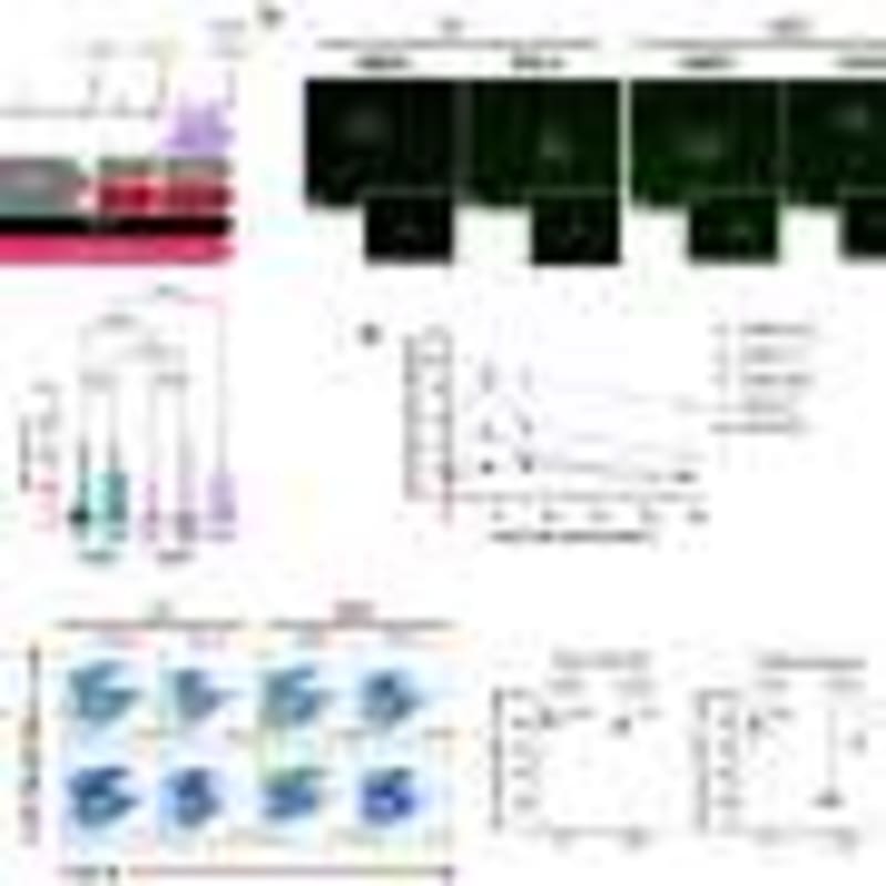 Knee Braces Cut Arthritis Pain in Major UK Study - Image 4