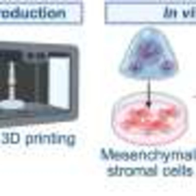 Japanese Scientists Regenerate Functional Lymph Nodes in Mice - Image 5