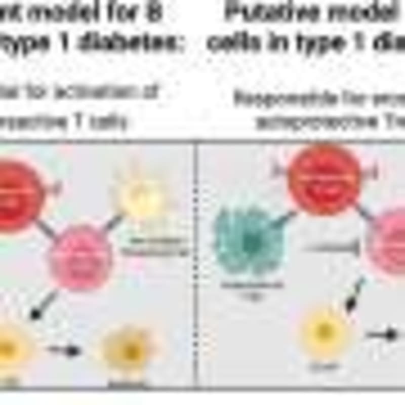 Brain Immune Cells Control What Babies Remember - Image 4