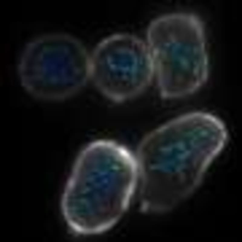 Breakthrough Study Reveals Simple Ways to Stay Flu-Free This Season - Image 4