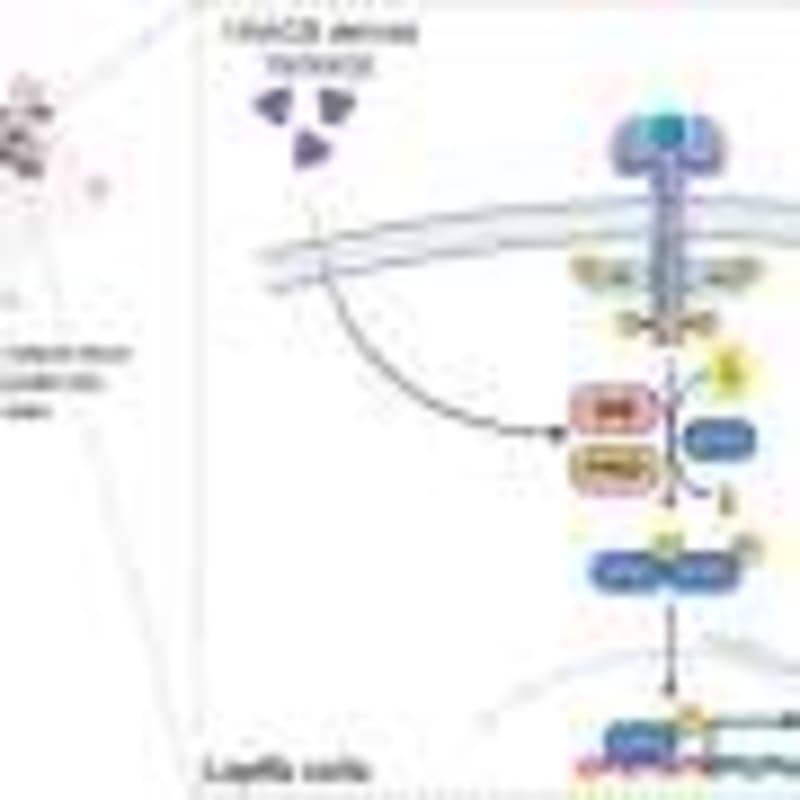 AI Reads Brain MRIs in Seconds with 97.5% Accuracy - Image 4