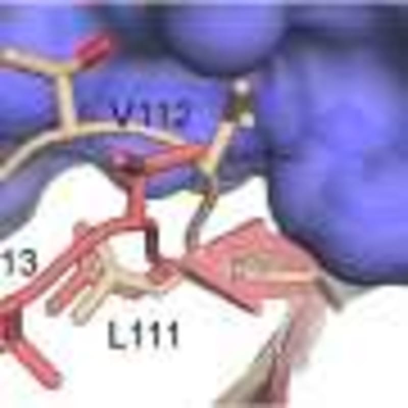 Scientists Find Way to Disarm Lung Cancer's Shield - Image 4