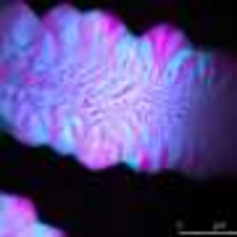 Wild Horses and Cattle Build Climate-Proof Ecosystems - Image 5