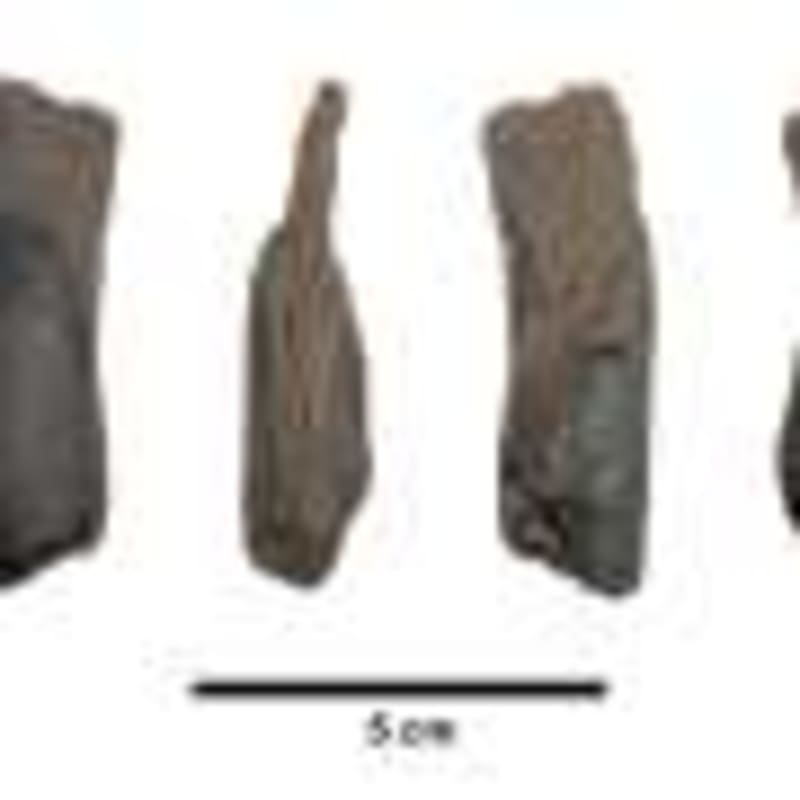 Spider Monkeys Share Knowledge to Find Best Fruit Trees - Image 4