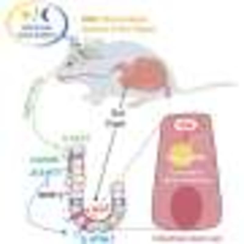 AI Reads Brain MRIs in Seconds with 97.5% Accuracy - Image 3