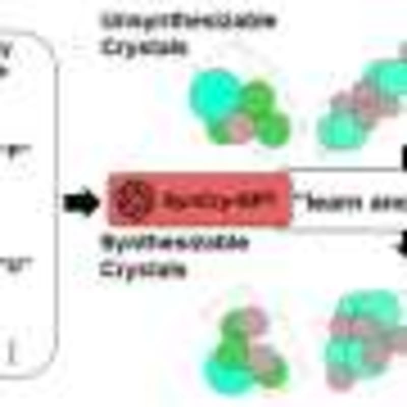 Horse IVF Breakthrough Brings Frozen Sperm Success - Image 4