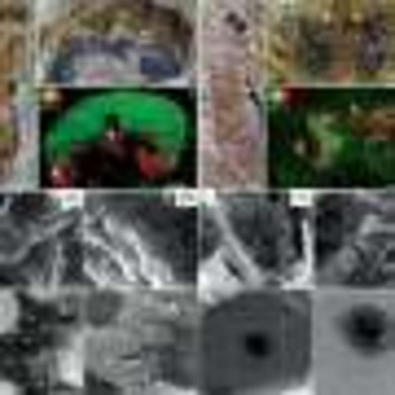 New Species Evolved Just 2,000 Years After Dinosaur Death - Image 5