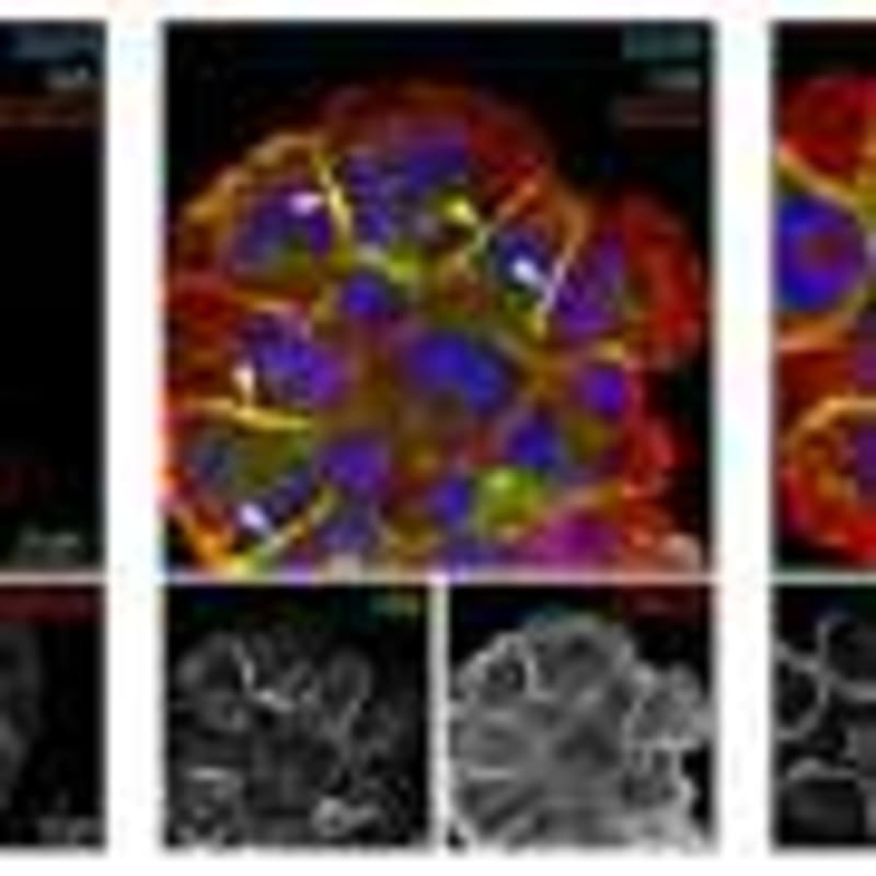 AI Reads Brain MRIs in Seconds with 97.5% Accuracy - Image 5
