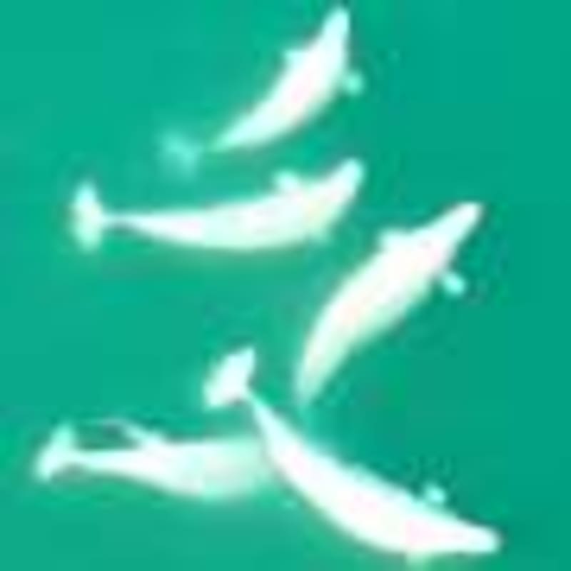 Amazon Monkey Uses Genius Trick to Crack Nuts Safely - Image 5