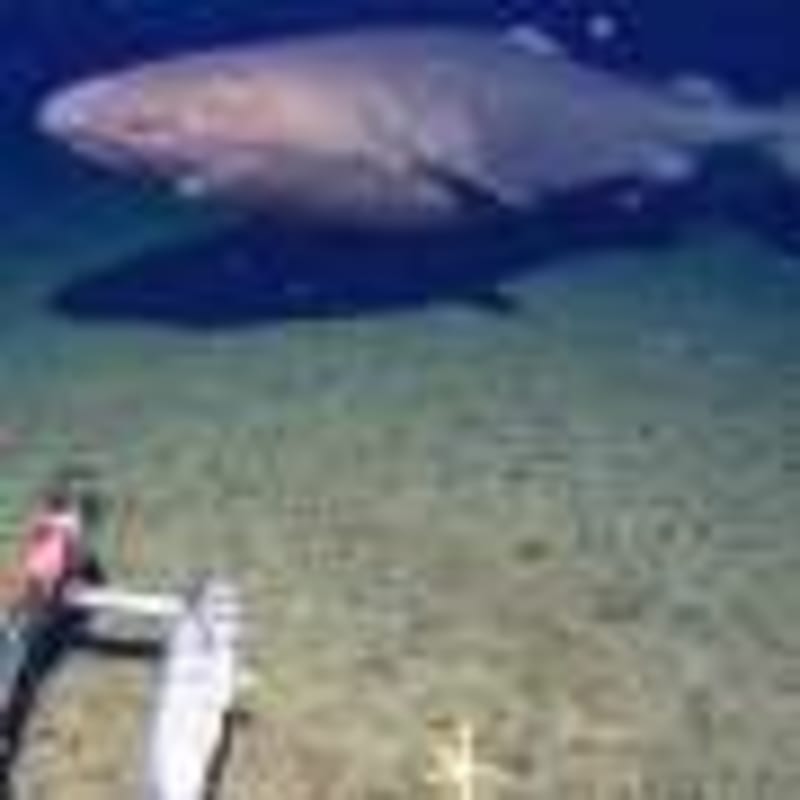 India's Cheetah Population Hits 38 After New Cubs Born - Image 5