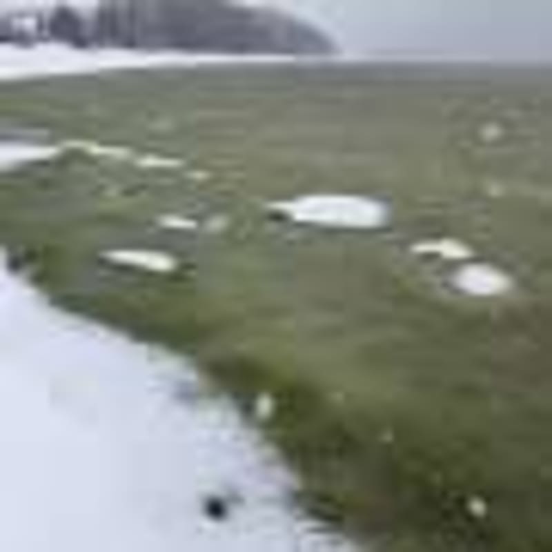 Caterpillars Hear Through Tiny Hairs, Inspiring New Tech - Image 5