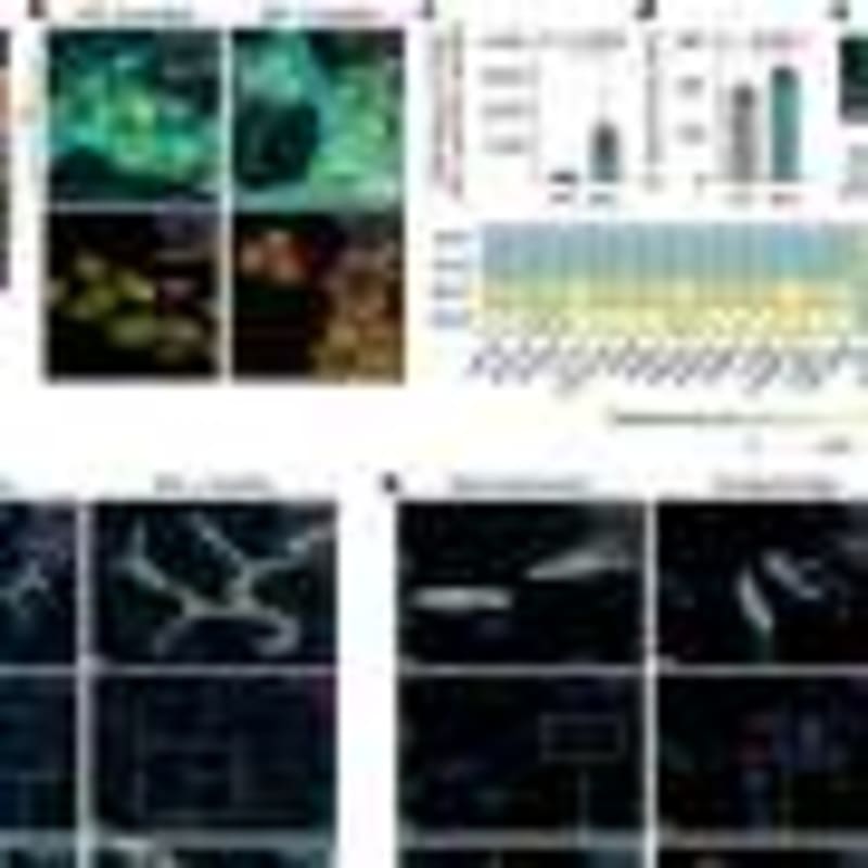 New Nano-Drug Slashes Bone Cancer Pain by 94% in Mice - Image 5