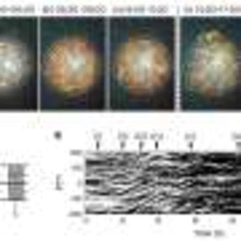 Your Cells Can Self-Repair During Division, Study Shows - Image 5