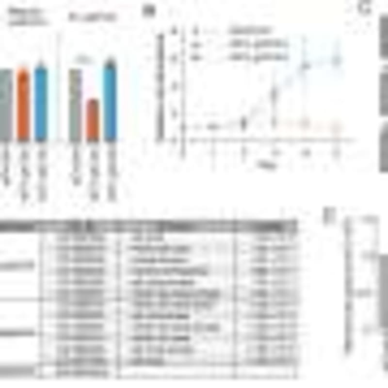 Japanese Scientists Regenerate Functional Lymph Nodes in Mice - Image 3