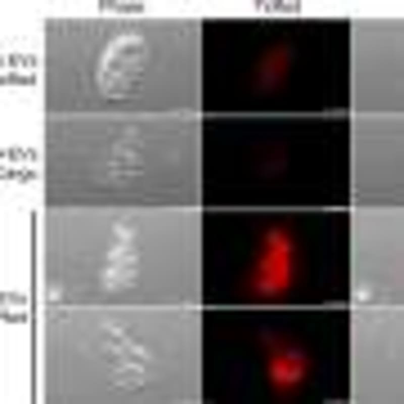 Physicists Watch Superfluid Turn Solid for First Time - Image 4