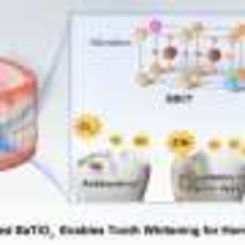 Spider Monkeys Share Knowledge to Find Best Fruit Trees - Image 5