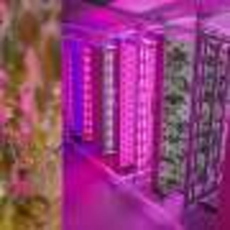 Indoor Plants Make Homes 2° Cooler and Filter Air Quality - Image 3