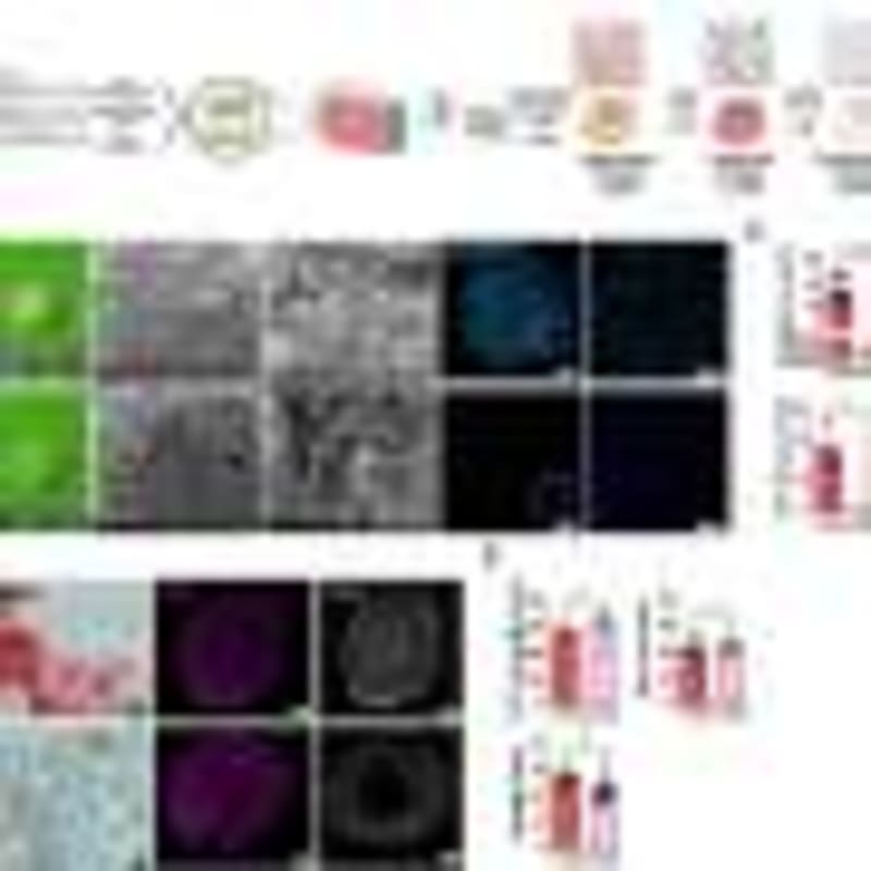 New Peptide Reduces Seizures in Drug-Resistant Epilepsy - Image 5