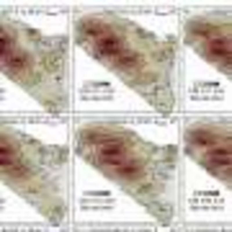Scientists Rally to Save Corals After 2023 Heat Wave - Image 5