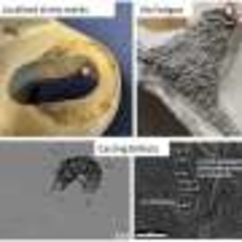AI Bots Create Their Own Social Network Called Moltbook - Image 5
