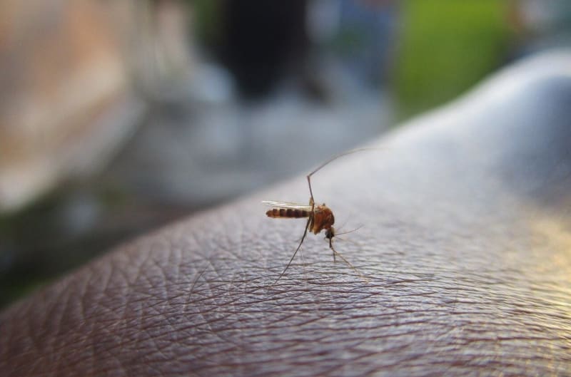 Singapore Cuts Dengue Cases 70% With Bacteria-Carrying Bugs - Image 2