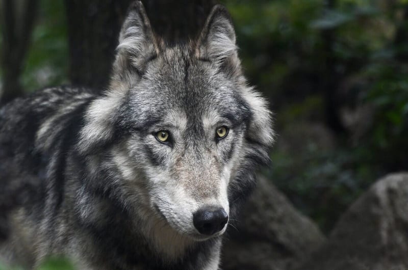 Gray Wolf From California Spotted in Nevada for First Time - Image 2