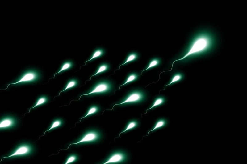 Scientists Find 'Aging Clock' in Human Sperm - Image 2