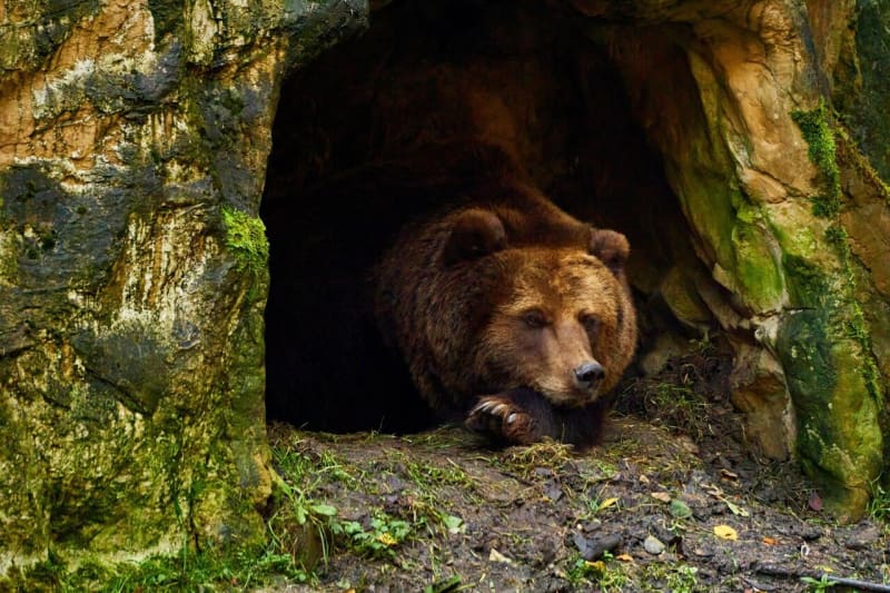 Hibernating Bears Hold Secret to Fighting Muscle Loss - Image 2