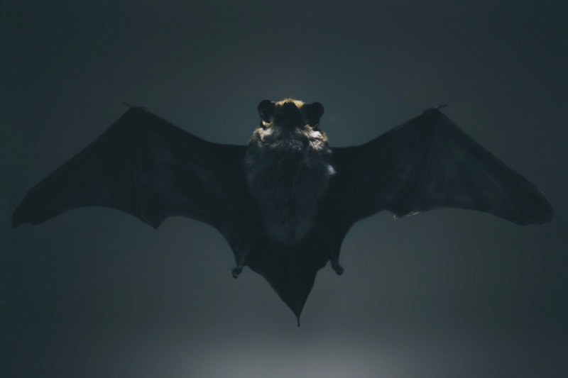 Humans Learn Bat-Like Echolocation in Minutes - Image 2