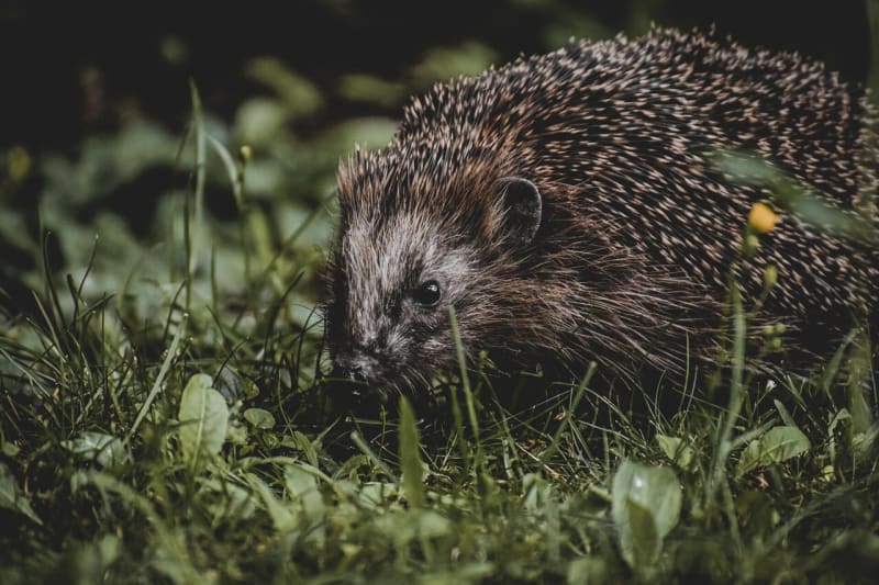 Hedgehogs Visit 78% of Gardens That Leave Out Food - Image 2