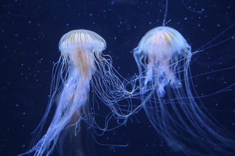 Brainless Jellyfish Sleep Reveals 600 Million Year Secret - Image 2
