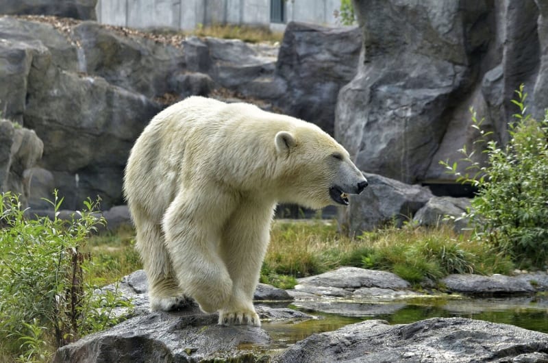 Chicago Zoo Races to Save Polar Bears Through Breeding Program - Image 2